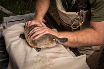 Platypus researchers holding a Platypus (Ornithorhynchus anatinus) which was captured as part of a Melbourne Water study to monitor the local population. Chum Creek, Healsville, Victoria, Australia. M...