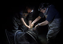 Platypus researchers retrieving a platypus (Ornithorhynchus anatinus) from a Fyke net that was set up to capture them as part of a Melbourne Water study to monitor the local population. Worri Yallock...