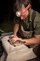 Platypus researchers holding a Platypus (Ornithorhynchus anatinus) which was captured as part of a Melbourne Water study to monitor the local population. Chum Creek, Healsville, Victoria, Australia. M...