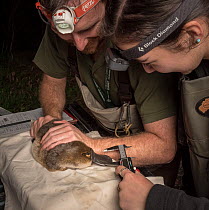 Platypus researchers holding a platypus (Ornithorhynchus anatinus) whilst field assistant measures the bill length. It was captured as part of a Melbourne Water study to monitor the local population....