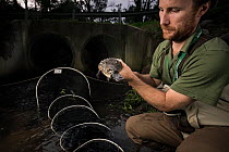 Platypus researcher  retrieves a platypus (Ornithorhynchus anatinus) from a net that was set up  to capture and help monitor the local population. Chum Creek, Healsville, Victoria, Australia. May, 201...