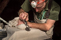 Platypus researchers measuring the bill length of a Platypus (Ornithorhynchus anatinus) which was captured as part of a Melbourne Water study to monitor the local population. Chum Creek, Healsville, V...