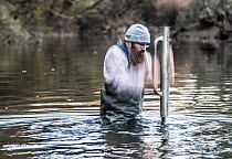 Freshwater ecologist banging a star picket stake into the river to which a Fyke net will be secured. This net will then used to try and capture platypus (Ornithorhynchus anatinus) for research, Mitta...