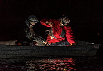 Two researchers in the middle of the Snowy River to collect a platypus (Ornithorhynchus anatinus) from the gill net they had set hours before. Snowy River, Dalgety, NSW, Australia. September 2017. Mod...