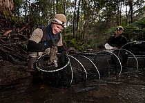 Platypus researcher retrieving a Platypus (Ornithorhynchus anatinus) from a Fyke net that was set up to capture and help monitor the local population. McMahons Creek, Yarra Ranges, Victoria, Australia...
