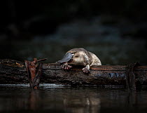 Young Platypus (Ornithorhynchus anatinus)  released onto a log in McMahons Creek, Yarra Ranges, Victoria, Australia. Controlled conditions . September.