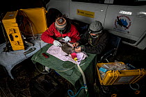 Two researchers examining a  anaesthetised Platypus (Ornithorhynchus anatinus) and starting to glue a temporary radio transponder to its tail. Snowy River banks, Dalgety, NSW, Australia. September, 20...