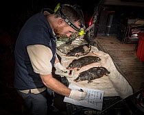 Ecologist and Platypus (Ornithorhynchus anatinus) expert Joshua Griffiths analysing five dead platypuses found drowned and found in two Opera House Nets used to trap yabby's (crayfish), placed illegal...