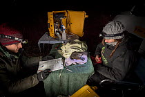 Volunteer field assistant recording data from an anaesthetised platypus (Ornithorhynchus anatinus) as it starts to recover from the anesthetic. It was anaesthetised so a temporary radio transponder could be glued to its, allowing researchers to track its movements. Body measurements, blood, urine and DNA samples were also taken.  The research they and others are undertaking will help scientists better understand the impacts of some of the potential threatening processes to this iconic monotreme, and as such hopefully help safeguarding the species' future - which is now listed as near threatened under the IUCN.  Snowy River banks, Dalgety, NSW, Australia. September, 2017. Model released.