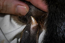 Rear left ankle of a male Platypus (Ornithorhynchus anatinus) showing venomous spur. Healsville, Victoria, Australia. Collected about 15 minutes earlier as part of formal population monitoring researc...