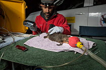 Researchers drying glue, whilst attaching a transponder to the tail an anaesthetised Platypus (Ornithorhynchus anatinus). This temporary radio transponder will allow researchers to track its movements...