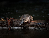 Young Platypus (Ornithorhynchus anatinus) is released onto a log in McMahons Creek, Yarra Ranges, Victoria, Australia. Photographed under controlled conditions . September.