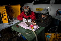 Two researchers examine an anaesthetised Platypus (Ornithorhynchus anatinus) and start to glue a temporary radio transponder to its tail, allowing researchers to track its movements. Snowy River banks...