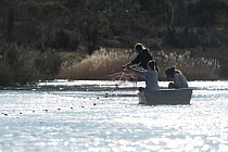 Researchers placing gill nets in the Snowy river to try and capture Platypus (Ornithorhynchus anatinus) Snowy River, Jindabyne, NSW, Australia. September, 2017. Model released.