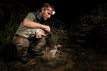Platypus ecologist returning a male platypus (Ornithorhynchus anatinus) to a creek where it had been captured just 30 minutes earlier.  Chum Creek, Healsville, Victoria, Australia. May 2017.Model rele...