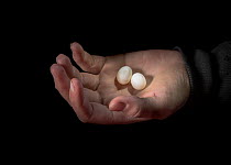 Two platypus (Ornithorhynchus anatinus) eggs held in researchers hands (at night. these were discovered in field by researchers.  Snowy River, Dalgety, NSW, Australia. September 2018.