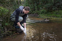 Researcher taking samples from river to test for Platypus (Ornithorhynchus anatinus) DNA.  Cardinia Creek, Beaconsfield, June, 2017. Model release supplied.