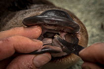 Platypus (Ornithorhynchus anatinus) researcher taking a cheek pouch samples. Dartmouth, Victoria, Australia . May 2018. Model released
