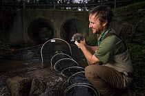 Platypus researcher retrieving a platypus (Ornithorhynchus anatinus) from a net that was set up just 1 hour earlier to capture and help monitor the local population. Chum Creek, Healsville, Victoria,...