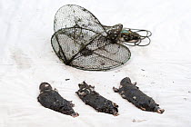 Three dead platypuses (Ornithorhynchus anatinus) displayed in front of an Opera House Net. These were found drowned in illegally used Opera House nets used to catch yabbys (crayfish) in Labertouche Cr...