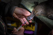 Blood is drawn from the bill of an anaesthetised platypus (Ornithorhynchus anatinus) it will be put into a test tube for later analysis. Snowy River, Dalgety, NSW,  Australia. September 2017. Model re...