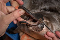Platypus (Ornithorhynchus anatinus) researcher taking cheek pouch samples from an anaesthetized platypus, Snowy River, Dalgety, NSW, Australia.  Dartmouth, Victoria, Australia. May 2018.  Model relea...
