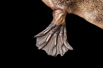 Underneath of front right webbed foot of Platypus (Ornithorhynchus anatinus).  Dartmouth, Victoria, Australia. May 2018. Controlled conditions.