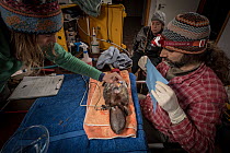 Anaesthetised Platypus (Ornithorhynchus anatinus) is readied for a radio transponder to be surgically implanted in a make-shift surgical theatre Dartmouth, Victoria, Australia. May, 2018. Model relea...