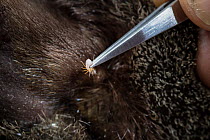 A tick is removed for analysis from a platypus (Ornithorhynchus anatinus) caught in the field.  Dartmouth, Victoria, Australia. May 2018.