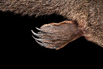 Top of front right webbed foot of platypus (Ornithorhynchus anatinus). Photographed in field under controlled conditions - Platypus anaesthetised as part of research procedure conducted by Platypus Co...