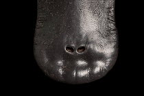 Top view of the bill of a platypus (Ornithorhynchus anatinus). Photographed under controlled conditions - platypus anaesthetised as part of research project. Darmouth, Victoria, Australia. Background...