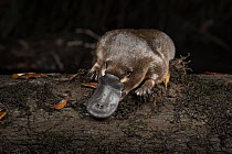 Platypus (Ornithorhynchus anatinus), just released onto a log in Little Yarra River, Yarra Junction, Victoria, Australia. April 2018. Controlled species.