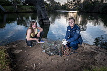 Wildlife Officer in front of an illegally used Opera House net with seven  dead platypus (Ornithorhynchus anatinus) which drowned inside. Werribee River, Victoria, Australia. September 2018.  Model re...