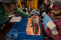 Anaesthetised Platypus (Ornithorhynchus anatinus) is readied for a radio transponder to be surgically implanted in a make-shift surgical theatre in a lounge room. This transponder will allow researche...
