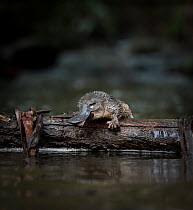 Young Platypus (Ornithorhynchus anatinus) just released onto a log in McMahons Creek, Yarra Ranges, Victoria, Australia. Photographed under controlled conditions. September 2017.