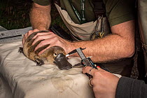 Platypus researcher holding a platypus (Ornithorhynchus anatinus) whilst field assistant measures the bill length. It was captured as part of a Melbourne Water study to monitor the local population. C...