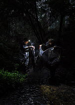 Platypus researchers packing up fyke nets in the early morning. These were set the afternoon prior to try and capture platypus (Ornithorhynchus anatinus) as part of a Melbourne Water study. Woori Yall...