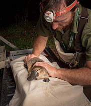 Platypus researcher holding a platypus (Ornithorhynchus anatinus) which was captured as part of a Melbourne Water study to monitor the local population. Chum Creek, Healsville, Victoria, Australia. Ma...