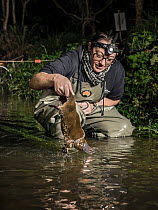 Platypus researcher returning a platypus (Ornithorhynchus anatinus) back into the creek where it had been captured just 30 minutes earlier. Woori Yallock Creek, Monbulk, Victoria, Australia. May, 2018...