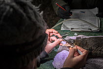 Platypus (Ornithorhynchus anatinus) researcher taking cheek pouch samples from an anaesthetized platypus that was captured earlier from in the Snowy River, Dalgety, NSW, Australia. Dalgety, NSW, Austr...