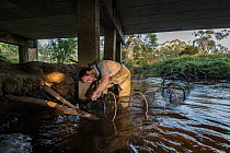 Platypus (Ornithorhynchus anatinus) researcher setting platypus catching Fyke nets in the late afternoon in the Little Yarra River, Yarra Junction, Victoria, Australia. April, 2018. Model released