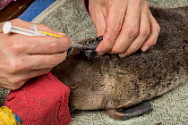 Microchip is inserted into the neck of a platypus (Ornithorhynchus anatinus) before being released back into the wild. Dartmouth, Victoria, Australia. May 2018.