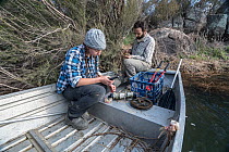 Platypus (Ornithorhynchus anatinus) researchers preparing radio receivers to be placed into the river and help track the movement of platypus which have had transponders attached. Dalgety, NSW, Austra...