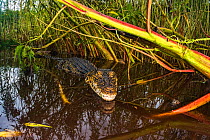 Cuban crocodile (Crocodylus rhombifer) in a cenote in Cienaga de Zapata National Park. Cuba. Critically endangered species.