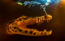 Cuban crocodile (Crocodylus rhombifer) submerged in a cenote in Cienaga de Zapata National Park. Cuba. Critically endangered species.