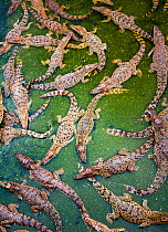 Cuban crocodiles (Crocodylus rhombifer) photographed on a crocodile farm started by Fidel Castro in the 1960&#39;s in Cienaga de Zapata National Park to help save the species. Cuba. Critically endange...