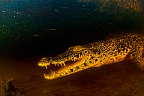 Cuban crocodile (Crocodylus rhombifer) in cenote in Cienaga de Zapata National Park, Cuba. Critically endangered species.