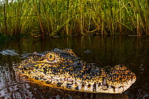Cuban crocodile (Crocodylus rhombifer) in a cenote in Cienaga de Zapata National Park. Cuba. Critically endangered species.