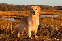 Golden Retriever, mal in coastal salt marsh, Long island Sound, Connecticut, USA, December.
