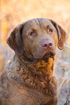 Chesapeake Bay Retriever, male, in frosty thicket, Long Island Sound, Stonington, Connecticut, USA.